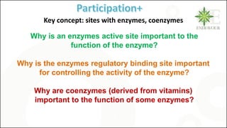 Why is an enzymes active site important to the
function of the enzyme?
Why is the enzymes regulatory binding site important
for controlling the activity of the enzyme?
Why are coenzymes (derived from vitamins)
important to the function of some enzymes?
G
Key concept: sites with enzymes, coenzymes
 