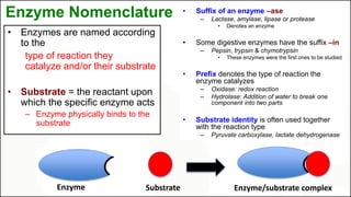 Enzyme Nomenclature
• Enzymes are named according
to the
type of reaction they
catalyze and/or their substrate
• Substrate = the reactant upon
which the specific enzyme acts
– Enzyme physically binds to the
substrate
Enzyme Substrate Enzyme/substrate complex
• Suffix of an enzyme –ase
– Lactase, amylase, lipase or protease
• Denotes an enzyme
• Some digestive enzymes have the suffix –in
– Pepsin, trypsin & chymotrypsin
• These enzymes were the first ones to be studied
• Prefix denotes the type of reaction the
enzyme catalyzes
– Oxidase: redox reaction
– Hydrolase: Addition of water to break one
component into two parts
• Substrate identity is often used together
with the reaction type
– Pyruvate carboxylase, lactate dehydrogenase
 
