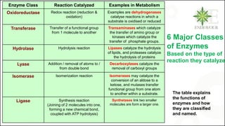 6 Major Classes of Enzymes
Enzyme Class Reaction Catalyzed Examples in Metabolism
Oxidoreductase Redox reaction (reduction &
oxidation)
Examples are dehydrogenases
catalyse reactions in which a
substrate is oxidised or reduced
Transferase Transfer of a functional group
from 1 molecule to another
Transaminases which catalyze
the transfer of amino group or
kinases which catalyze the
transfer of phosphate groups.
Hydrolase Hydrolysis reaction Lipases catalyze the hydrolysis
of lipids, and proteases catalyze
the hydrolysis of proteins
Lyase Addition / removal of atoms to /
from double bond
Decarboxylases catalyze the
removal of carboxyl groups
Isomerase Isomerization reaction Isomerases may catalyze the
conversion of an aldose to a
ketose, and mutases transfer
functional group from one atom
to another within a substrate.
Ligase Synthesis reaction
(Joining of 2 molecules into one,
forming a new chemical bond,
coupled with ATP hydrolysis)
Synthetases link two smaller
molecules are form a larger one.
The table explains
the functions of
enzymes and how
they are classified
and named.
6 Major Classes
of Enzymes
Based on the type of
reaction they catalyze
 