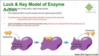 enzymes_ppt.pptxkkkkkkkkkkkkkkkkkkkkkkkk | PPTX