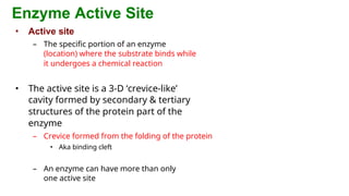 enzymes and their characteristics ppt__. | DOCX