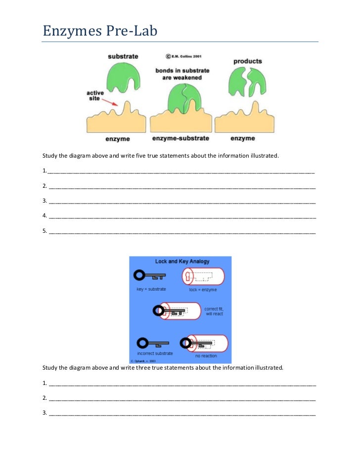 Enzymes pre lab