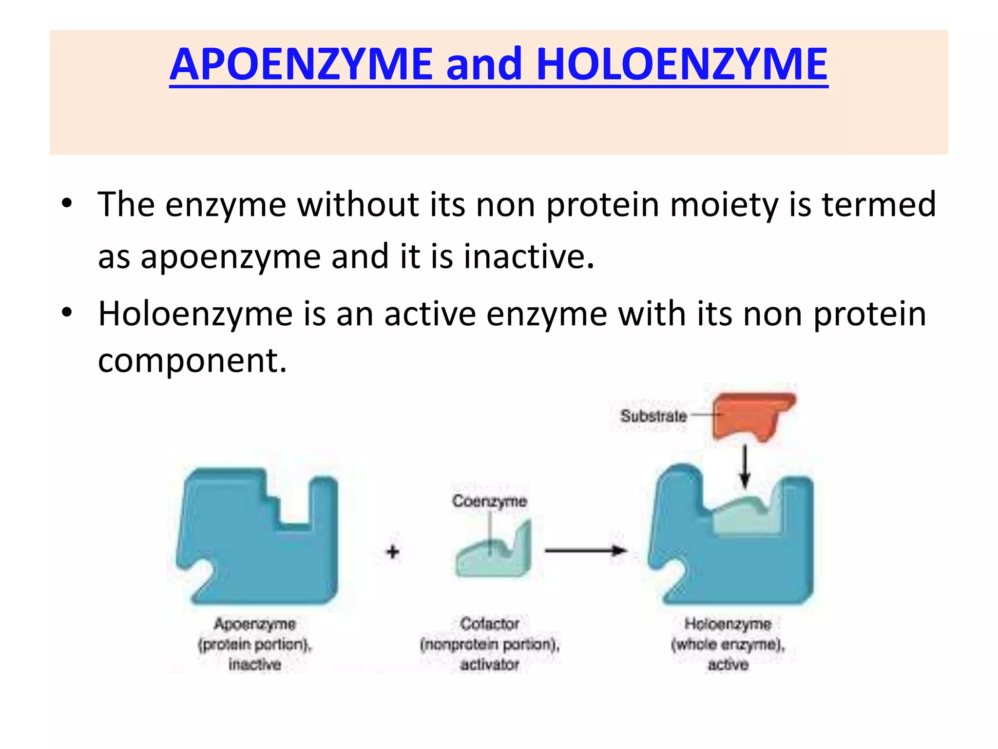 APOENZYME and HOLOENZYME
• The enzyme without its non protein moiety is termed
as apoenzyme and it is inactive.
• Holoenzyme is an active enzyme with its non protein
component.
 
