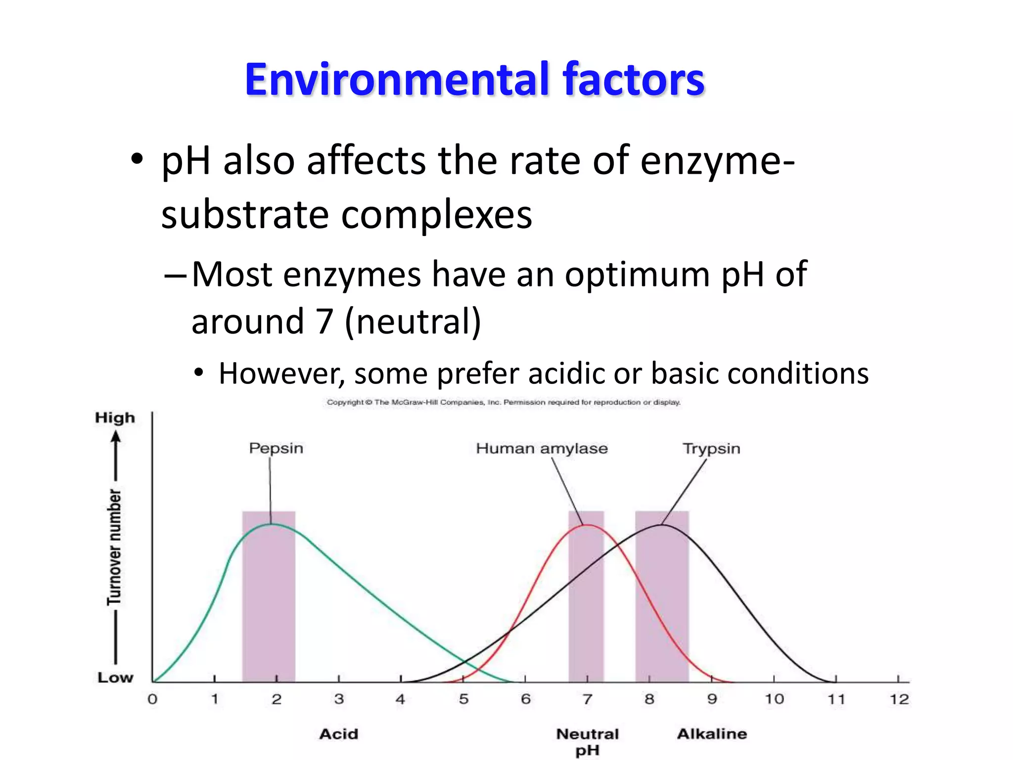 Environmental factors
• pH also affects the rate of enzyme-
substrate complexes
–Most enzymes have an optimum pH of
around 7 (neutral)
• However, some prefer acidic or basic conditions
 