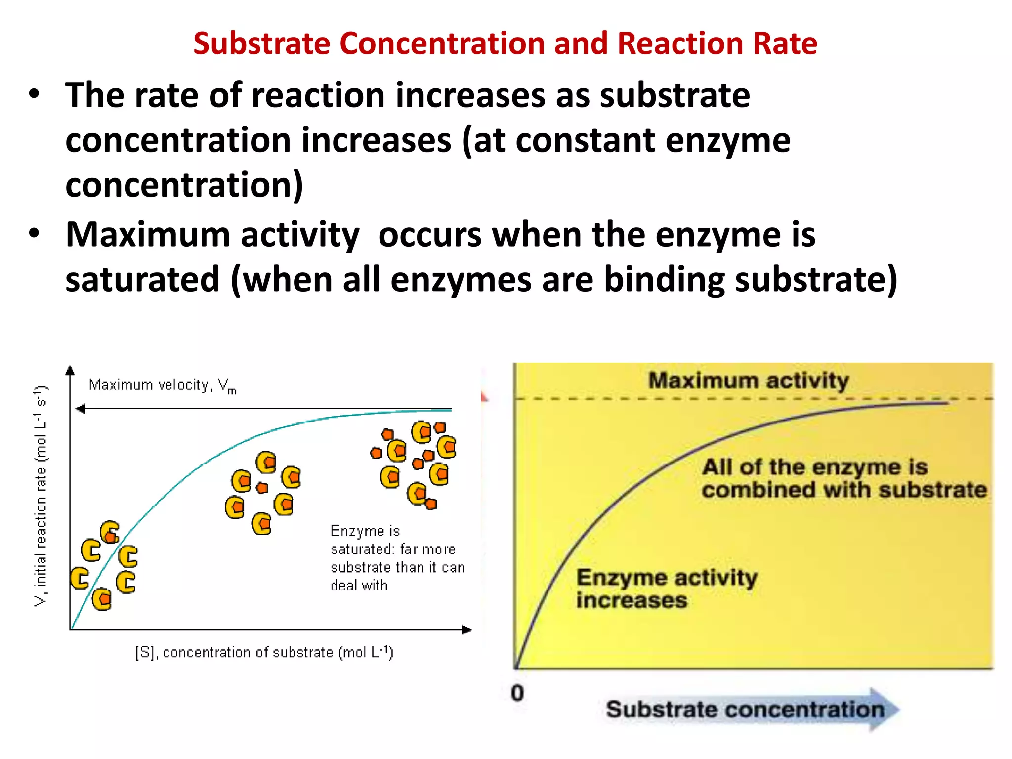 Substrate Concentration and Reaction Rate
• The rate of reaction increases as substrate
concentration increases (at constant enzyme
concentration)
• Maximum activity occurs when the enzyme is
saturated (when all enzymes are binding substrate)
 