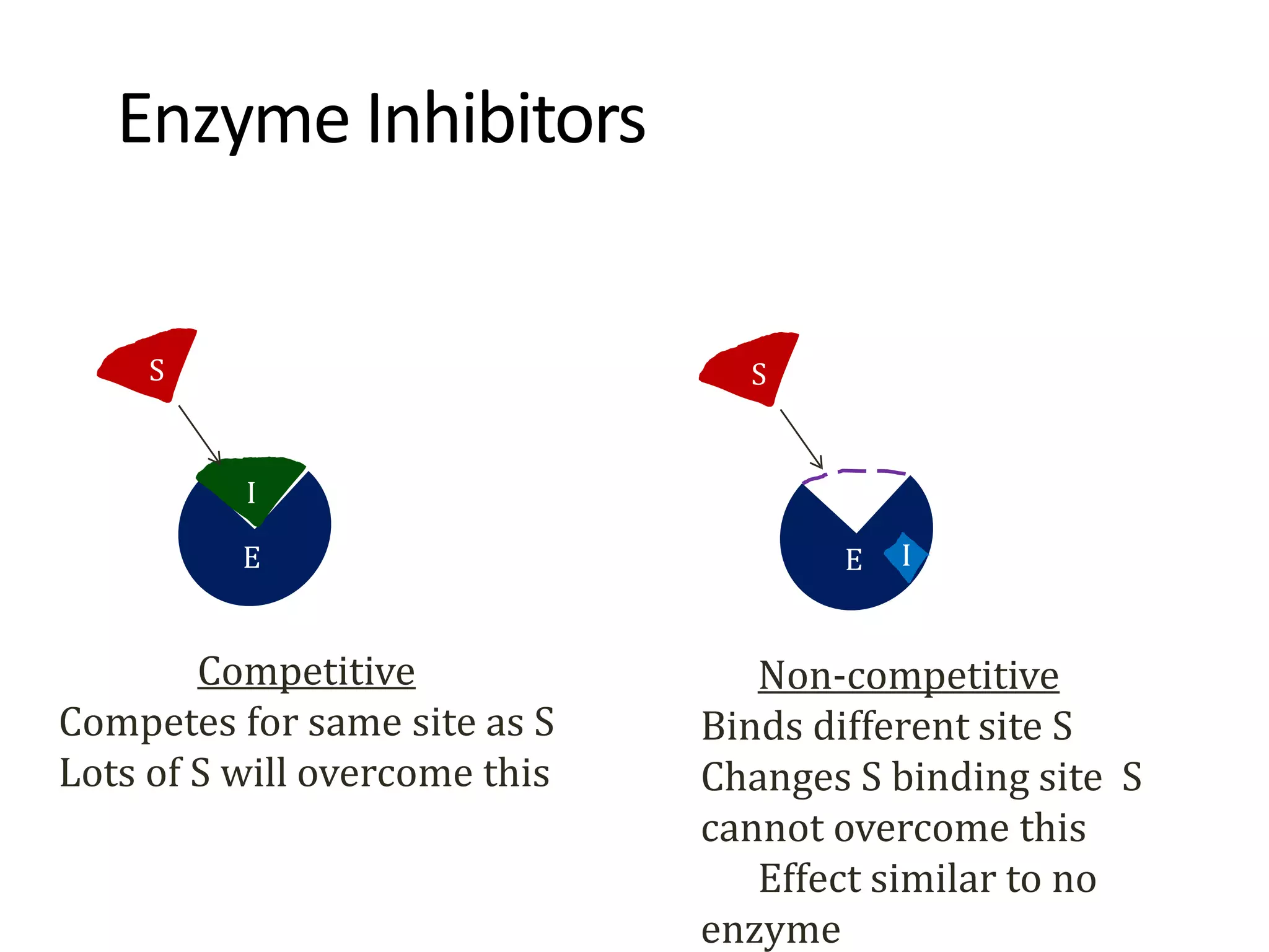 Enzyme Inhibitors
S
I
E
Competitive
Competes for same site as S
Lots of S will overcome this
S
E
P
Non-competitive
Binds different site S
Changes S binding site S
cannot overcome this
Effect similar to no
enzyme
I
 