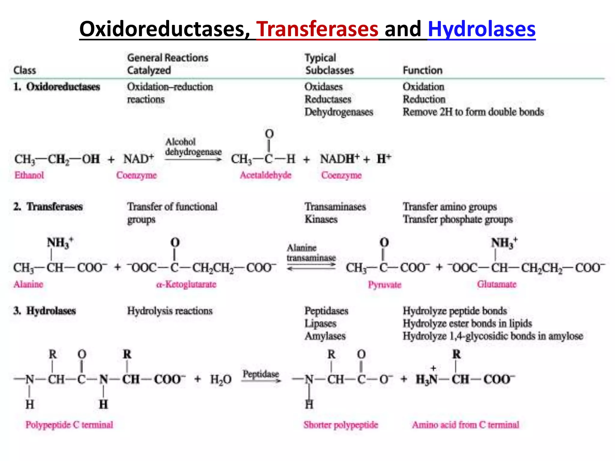 Oxidoreductases, Transferases and Hydrolases
 
