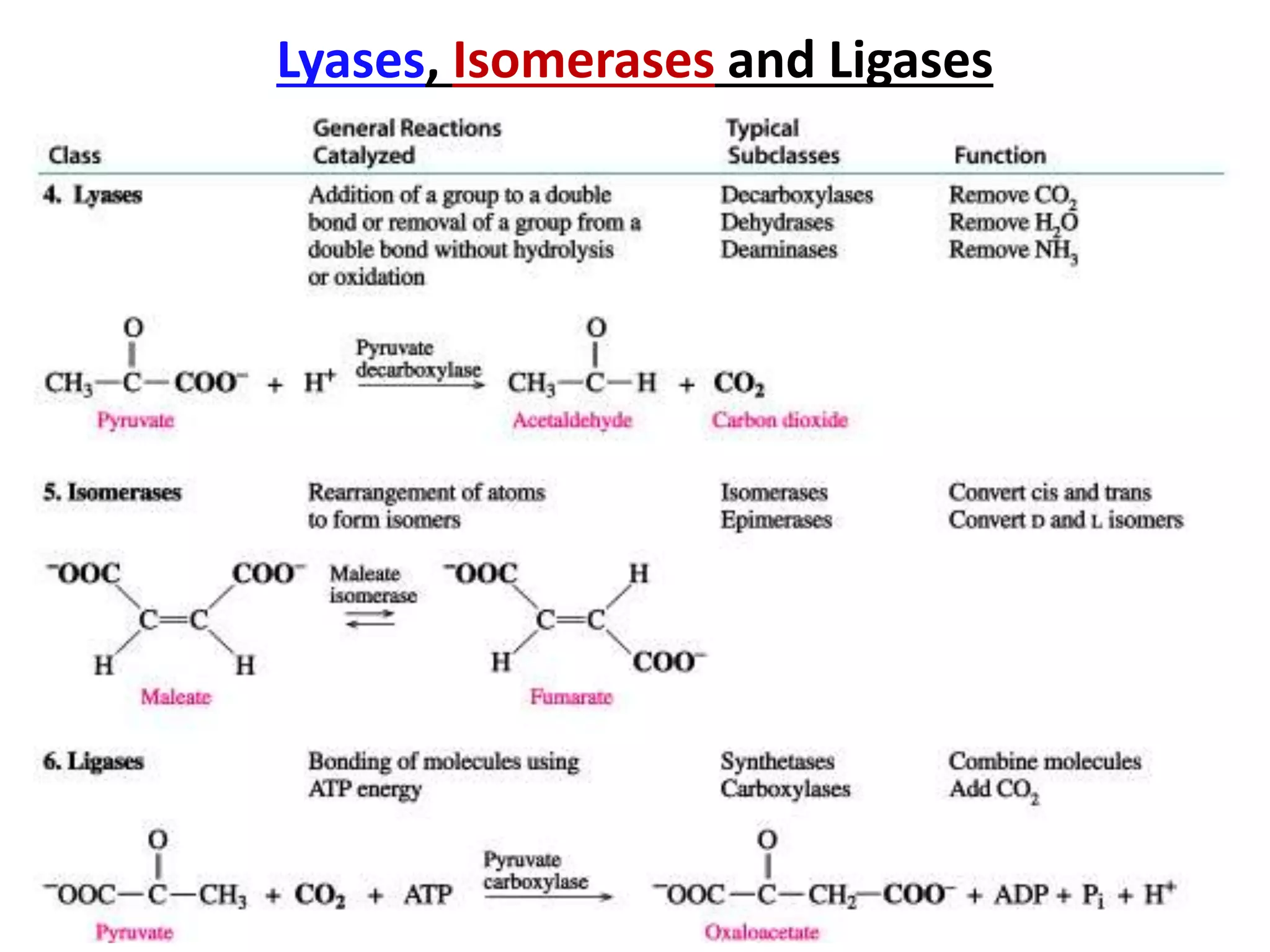 Lyases, Isomerases and Ligases
 
