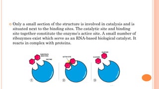  Only a small section of the structure is involved in catalysis and is
situated next to the binding sites. The catalytic site and binding
site together constitute the enzyme’s active site. A small number of
ribozymes exist which serve as an RNA-based biological catalyst. It
reacts in complex with proteins.
 