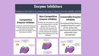 Enzymes –🧬 Biological Catalysts of Life | PDF