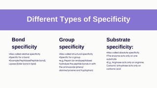 Group Specificity Example Enzymes (Properties, function and Regulations)- N.Ebshiba (24353 ...