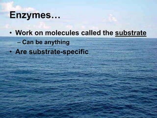 Enzymes…
• Work on molecules called the substrate
– Can be anything
• Are substrate-specific
 