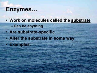 Enzymes…
• Work on molecules called the substrate
– Can be anything
• Are substrate-specific
• Alter the substrate in some way
• Examples:
 