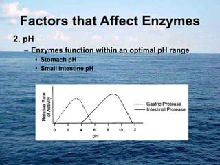 Factors that Affect Enzymes
2. pH
– Enzymes function within an optimal pH range
• Stomach pH
• Small intestine pH
 