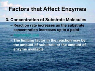 Factors that Affect Enzymes
3. Concentration of Substrate Molecules
– Reaction rate increases as the substrate
concentration increases up to a point
– Animation link
– The limiting factor in the reaction may be
the amount of substrate or the amount of
enzyme available
 