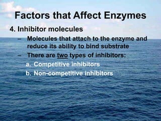 Factors that Affect Enzymes
4. Inhibitor molecules
– Molecules that attach to the enzyme and
reduce its ability to bind substrate
– There are two types of inhibitors:
a. Competitive inhibitors
b. Non-competitive inhibitors
 