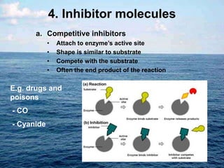 4. Inhibitor molecules
a. Competitive inhibitors
• Attach to enzyme’s active site
• Shape is similar to substrate
• Compete with the substrate
• Often the end product of the reaction
E.g. drugs and
poisons
- CO
- Cyanide
 