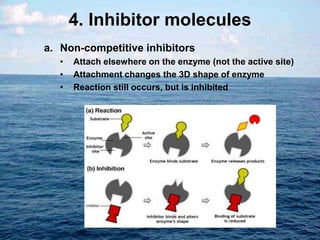 4. Inhibitor molecules
a. Non-competitive inhibitors
• Attach elsewhere on the enzyme (not the active site)
• Attachment changes the 3D shape of enzyme
• Reaction still occurs, but is inhibited
 