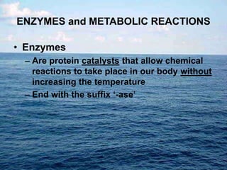 ENZYMES and METABOLIC REACTIONS
• Enzymes
– Are protein catalysts that allow chemical
reactions to take place in our body without
increasing the temperature
– End with the suffix ‘-ase’
 