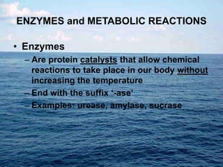 ENZYMES and METABOLIC REACTIONS
• Enzymes
– Are protein catalysts that allow chemical
reactions to take place in our body without
increasing the temperature
– End with the suffix ‘-ase’
– Examples: urease, amylase, sucrase
 