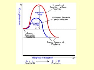 Revolutionizing Reactions The Unbelievable Power Of Enzymes - 8er2rob