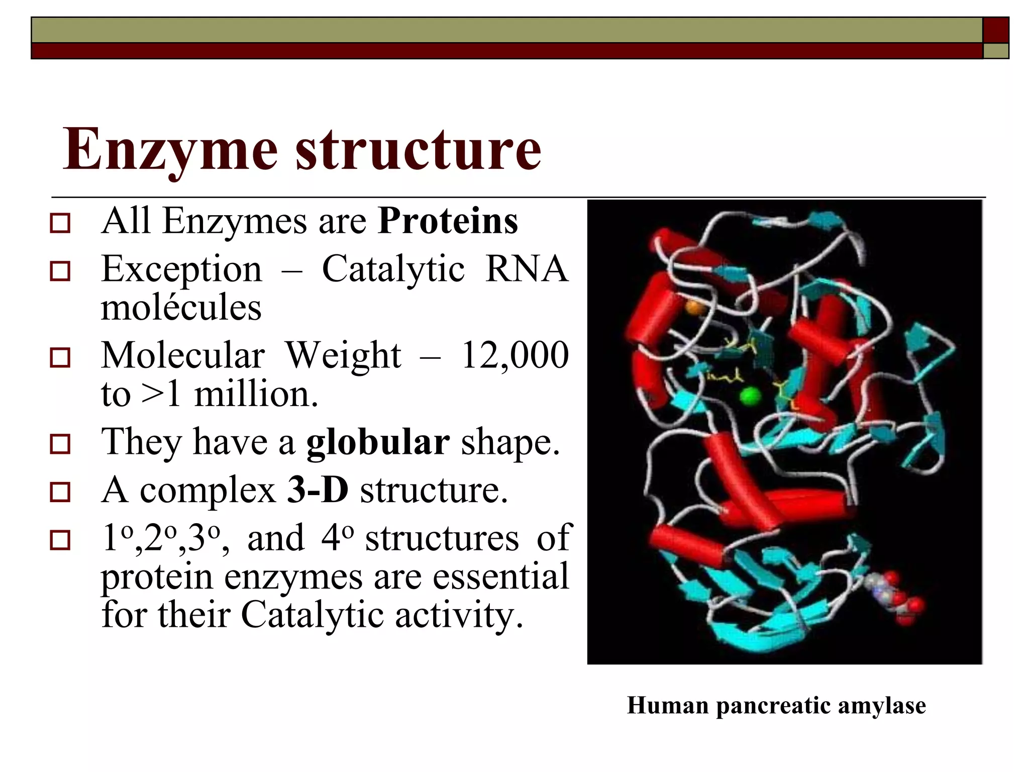 Enzyme structure
 All Enzymes are Proteins
 Exception – Catalytic RNA
molécules
 Molecular Weight – 12,000
to >1 million.
 They have a globular shape.
 A complex 3-D structure.
 1o,2o,3o, and 4o structures of
protein enzymes are essential
for their Catalytic activity.
Human pancreatic amylase
 