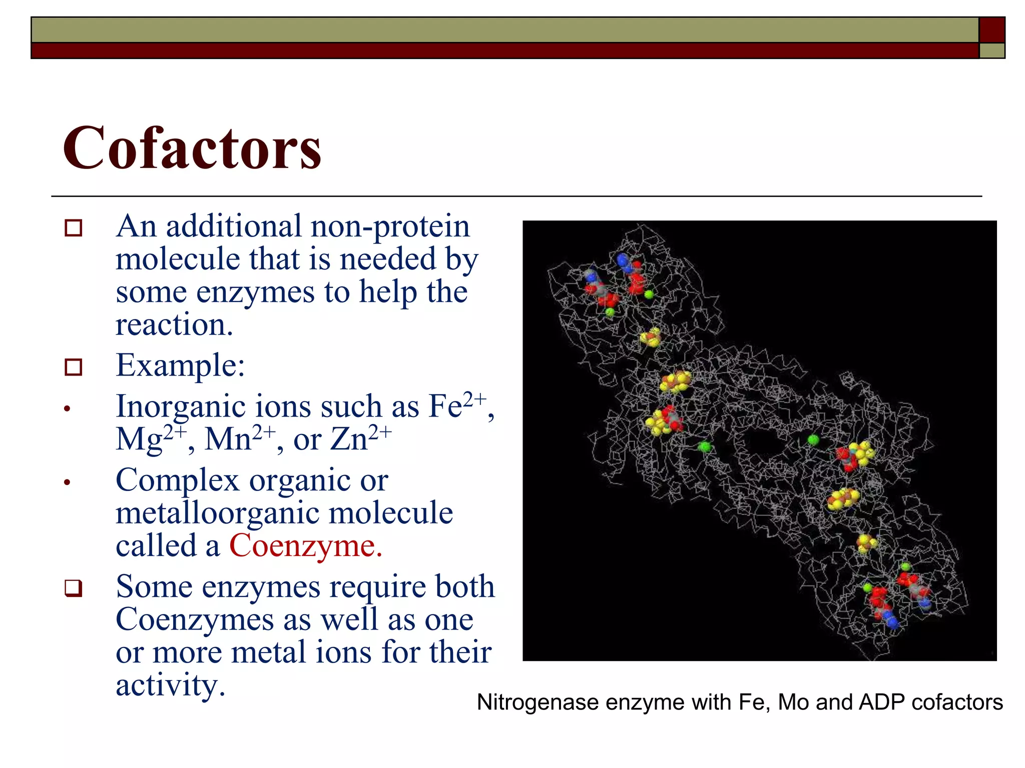 Cofactors
 An additional non-protein
molecule that is needed by
some enzymes to help the
reaction.
 Example:
• Inorganic ions such as Fe2+,
Mg2+, Mn2+, or Zn2+
• Complex organic or
metalloorganic molecule
called a Coenzyme.
 Some enzymes require both
Coenzymes as well as one
or more metal ions for their
activity. Nitrogenase enzyme with Fe, Mo and ADP cofactors
 