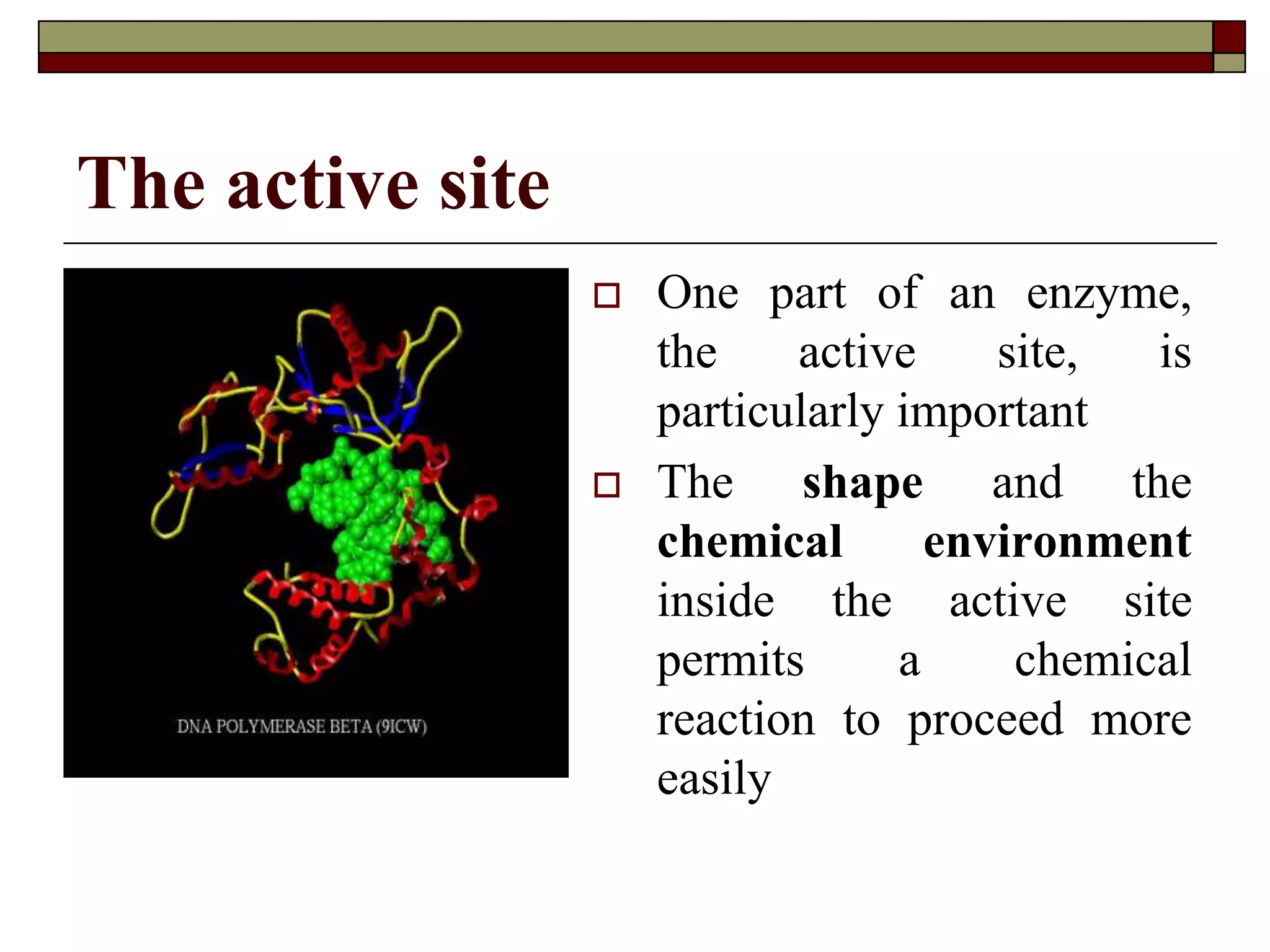 The active site
 One part of an enzyme,
the active site, is
particularly important
 The shape and the
chemical environment
inside the active site
permits a chemical
reaction to proceed more
easily
 