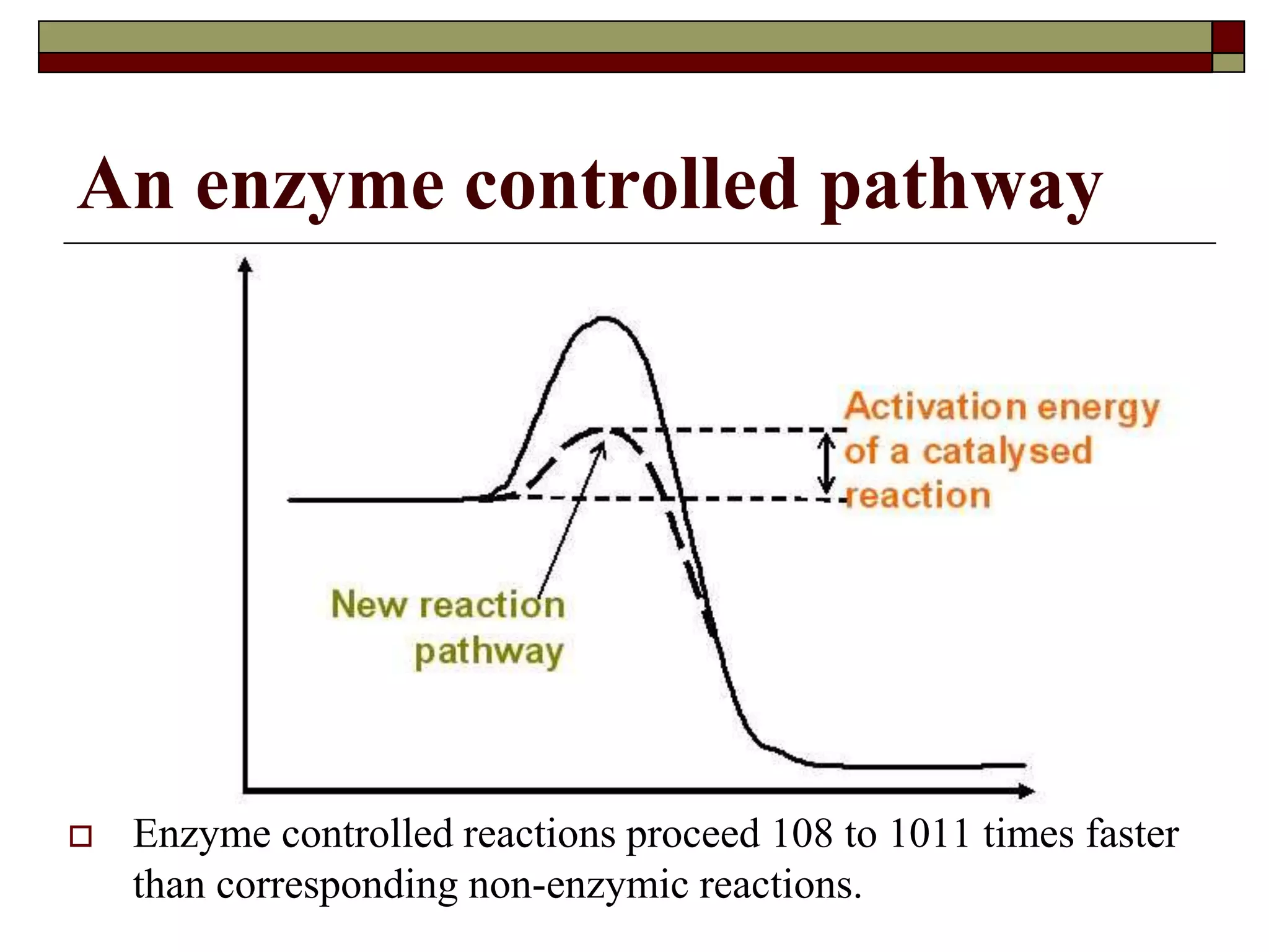 An enzyme controlled pathway
 Enzyme controlled reactions proceed 108 to 1011 times faster
than corresponding non-enzymic reactions.
 