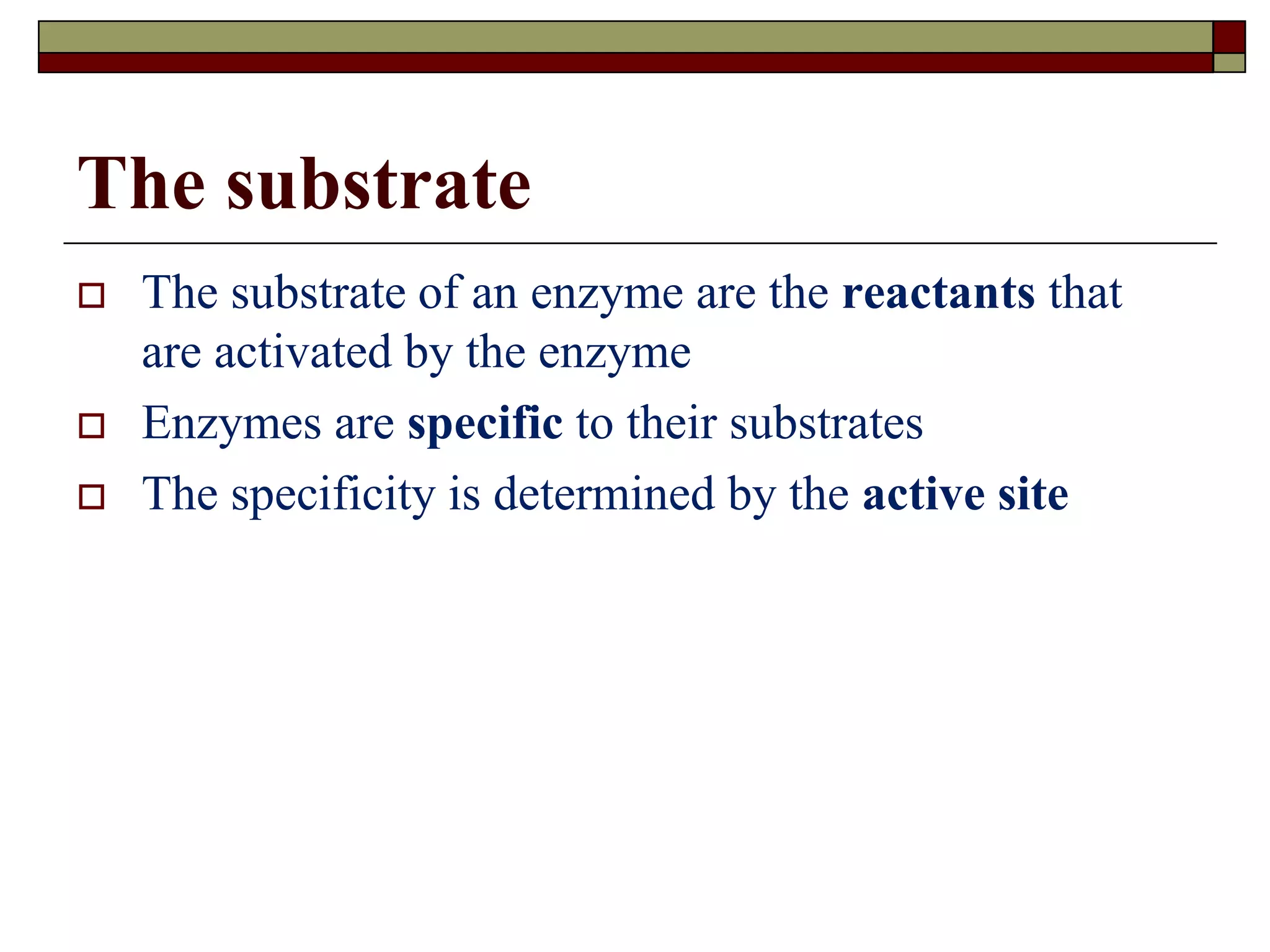 The substrate
 The substrate of an enzyme are the reactants that
are activated by the enzyme
 Enzymes are specific to their substrates
 The specificity is determined by the active site
 