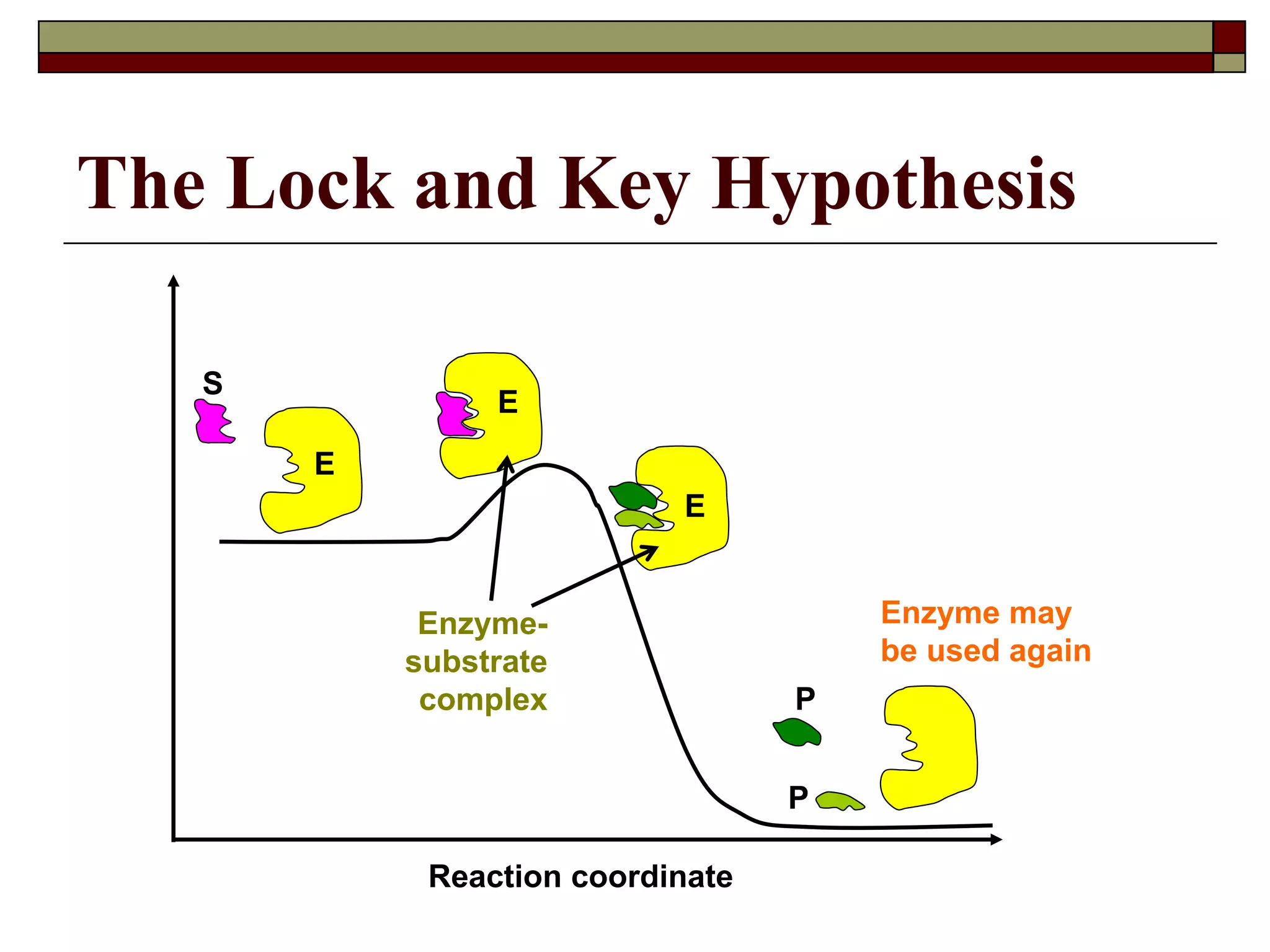 The Lock and Key Hypothesis
Enzyme may
be used again
Enzyme-
substrate
complex
E
S
P
E
E
P
Reaction coordinate
 
