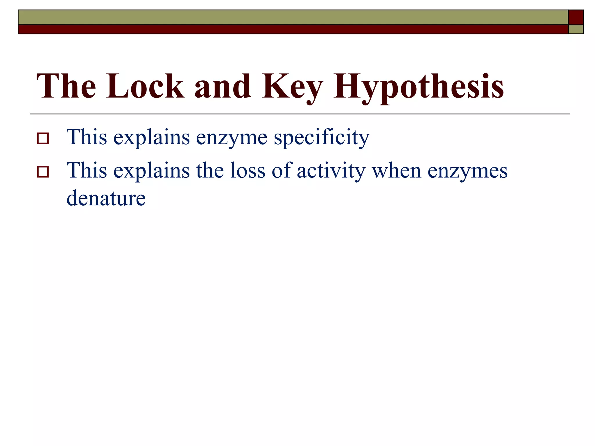 The Lock and Key Hypothesis
 This explains enzyme specificity
 This explains the loss of activity when enzymes
denature
 