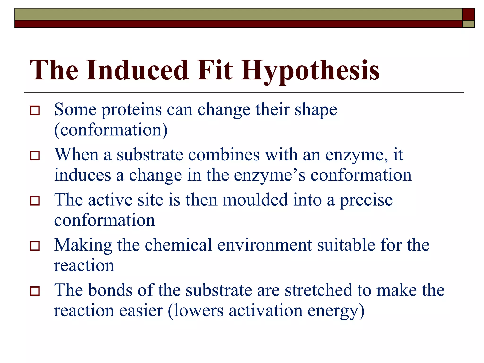 The Induced Fit Hypothesis
 Some proteins can change their shape
(conformation)
 When a substrate combines with an enzyme, it
induces a change in the enzyme’s conformation
 The active site is then moulded into a precise
conformation
 Making the chemical environment suitable for the
reaction
 The bonds of the substrate are stretched to make the
reaction easier (lowers activation energy)
 