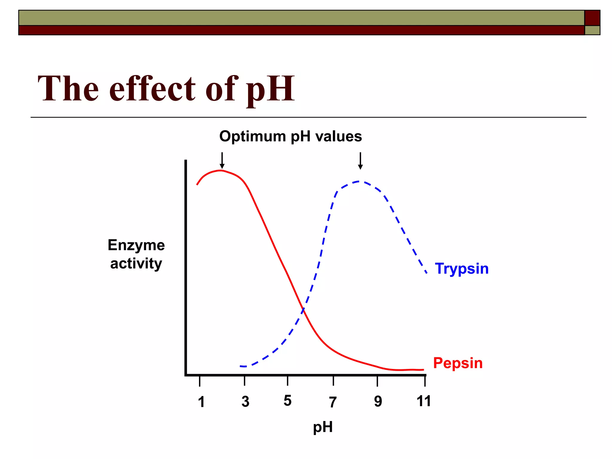 The effect of pH
Optimum pH values
Enzyme
activity Trypsin
Pepsin
pH
1 3 5 7 9 11
 