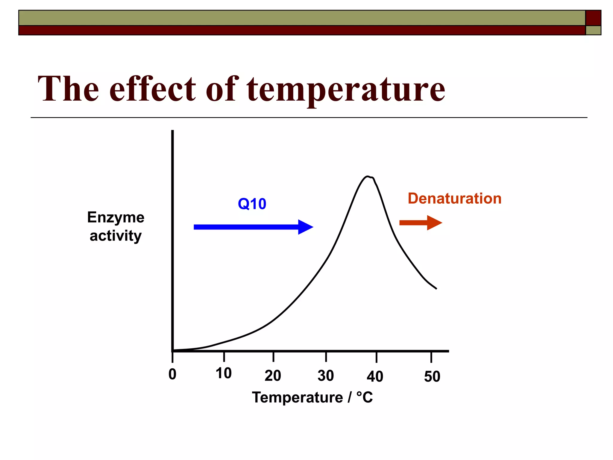 The effect of temperature
Temperature / °C
Enzyme
activity
0 10 20 30 40 50
Q10 Denaturation
 