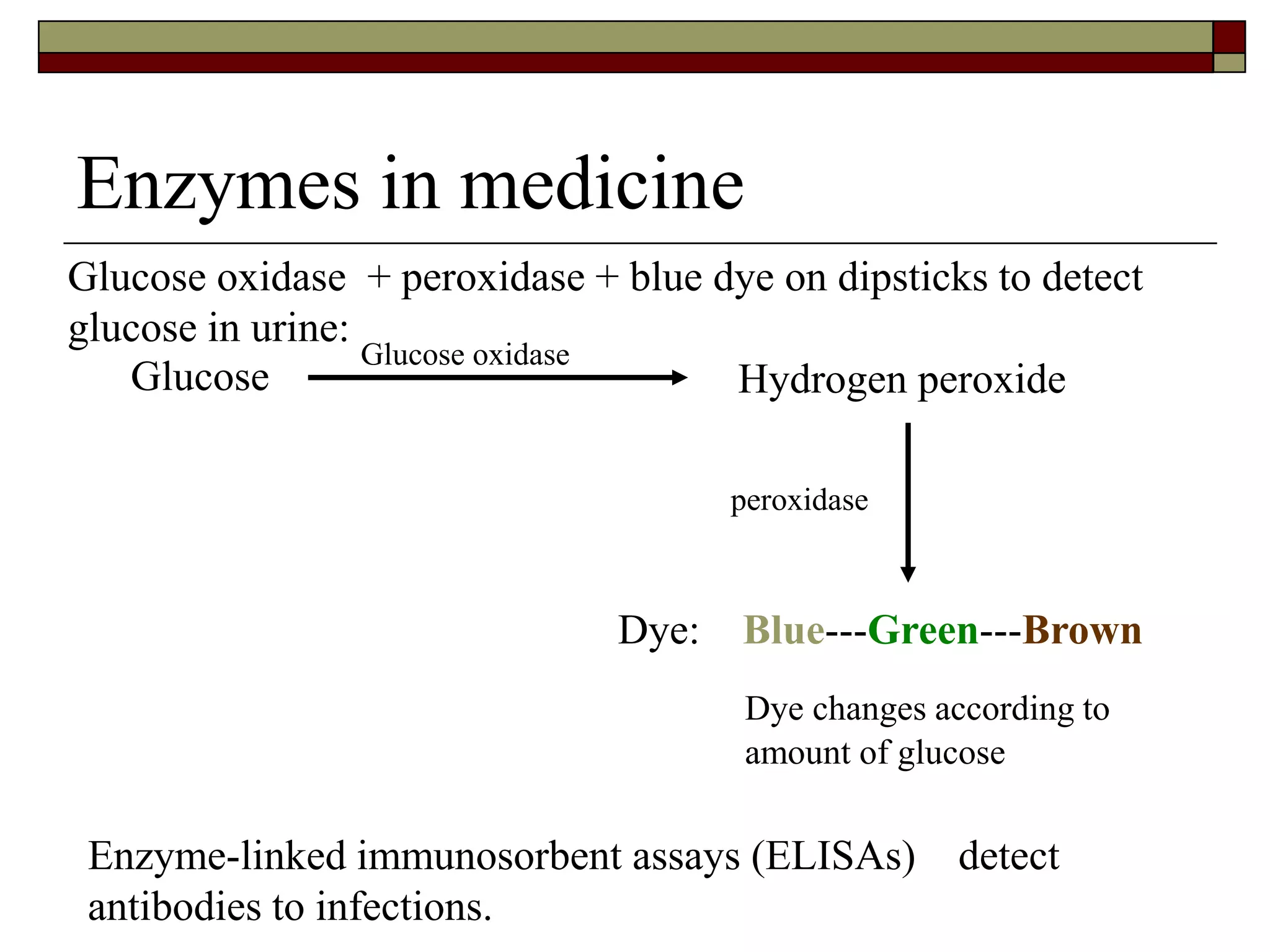 Enzymes in medicine
Glucose oxidase
Glucose Hydrogen peroxide
peroxidase
Dye: Blue---Green---Brown
Dye changes according to
amount of glucose
Enzyme-linked immunosorbent assays (ELISAs) detect
antibodies to infections.
Glucose oxidase + peroxidase + blue dye on dipsticks to detect
glucose in urine:
 