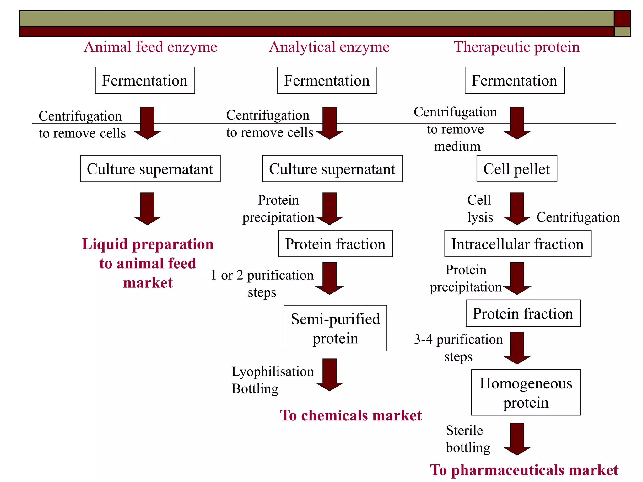Fermentation
Culture supernatant
Centrifugation
to remove cells
Liquid preparation
to animal feed
market
Fermentation
Culture supernatant
Fermentation
Cell pellet
Intracellular fraction
Animal feed enzyme Analytical enzyme Therapeutic protein
Centrifugation
to remove cells
Centrifugation
to remove
medium
Protein
precipitation
Cell
lysis Centrifugation
Protein fraction
Protein
precipitation
Protein fraction
1 or 2 purification
steps
Semi-purified
protein 3-4 purification
steps
Homogeneous
protein
Sterile
bottling
To pharmaceuticals market
Lyophilisation
Bottling
To chemicals market
 