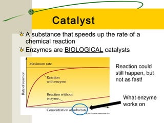 Catalyst
A substance that speeds up the rate of a
chemical reaction
Enzymes are BIOLOGICAL catalysts
Reaction could
still happen, but
not as fast!
What enzyme
works on

 