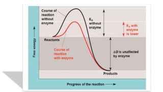 Enzymes the biological catalysts of life | PPTX