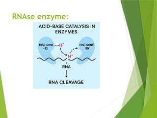 Enzyme_Structure and_Function [Autosaved]-1.pptx