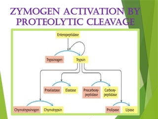 Enzyme_Structure and_Function [Autosaved]-1.pptx