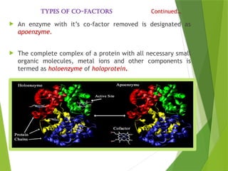 Enzyme_Structure and_Function [Autosaved]-1.pptx