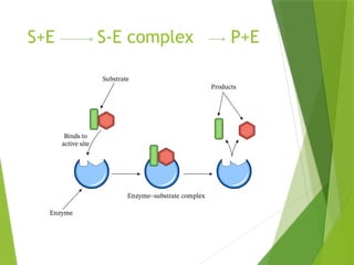 Enzyme_Structure and_Function [Autosaved]-1.pptx