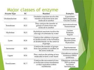 Enzyme_Structure and_Function [Autosaved]-1.pptx
