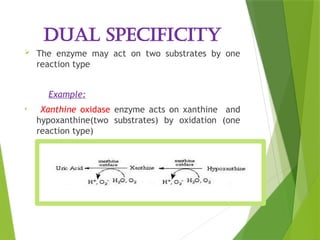 Enzyme_Structure and_Function [Autosaved]-1.pptx