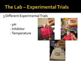 3 Different Experimental Trials

    - pH
    - Inhibitor
    - Temperature
 