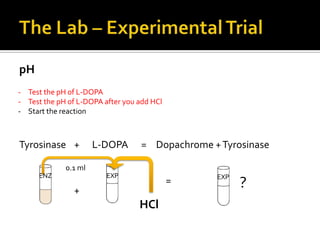 pH
- Test the pH of L-DOPA
- Test the pH of L-DOPA after you add HCl
- Start the reaction



Tyrosinase +          L-DOPA       = Dopachrome + Tyrosinase

             0.1 ml
     ENZ                 EXP                     EXP

               +
                                            =          ?
                                  HCl
 