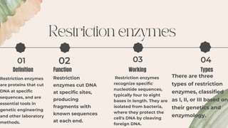 Enzymes used in Recombinant DNA technology | PDF