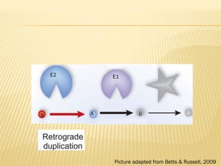 E2 E1 
X A B 
Picture adapted from Betts & Russell, 2009 
 