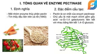 I. TỔNG QUAN VỀ ENZYME PECTINASE
- Một nhóm enzyme thủy phân pectin
- Tìm thấy đầu tiên trên cà rốt (1840)
1. Định nghĩa 2. Đặc điểm cấu tạo:
- Pectin là cơ chất của enzym pectinase
- Chủ yếu là một mạch chính gồm gốc
acid –α–D–1,4 galacturonic liên kết
với nhau bằng liên kết 1,4–O glucozic
 